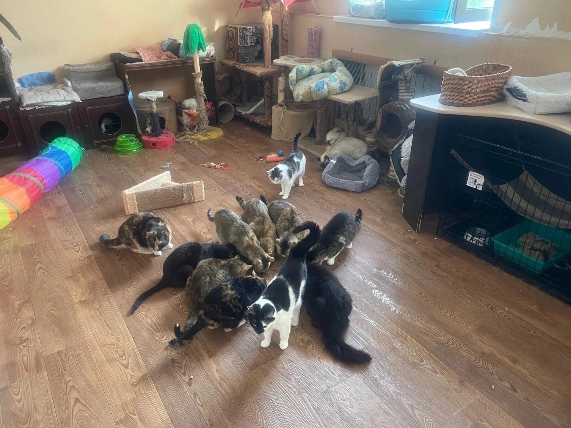 Питомец КОТОДОМа №1