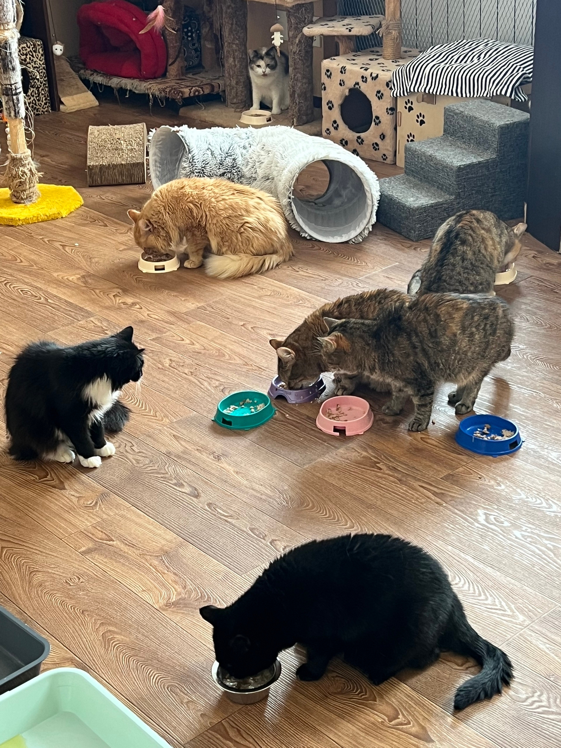 Питомец КОТОДОМа №2