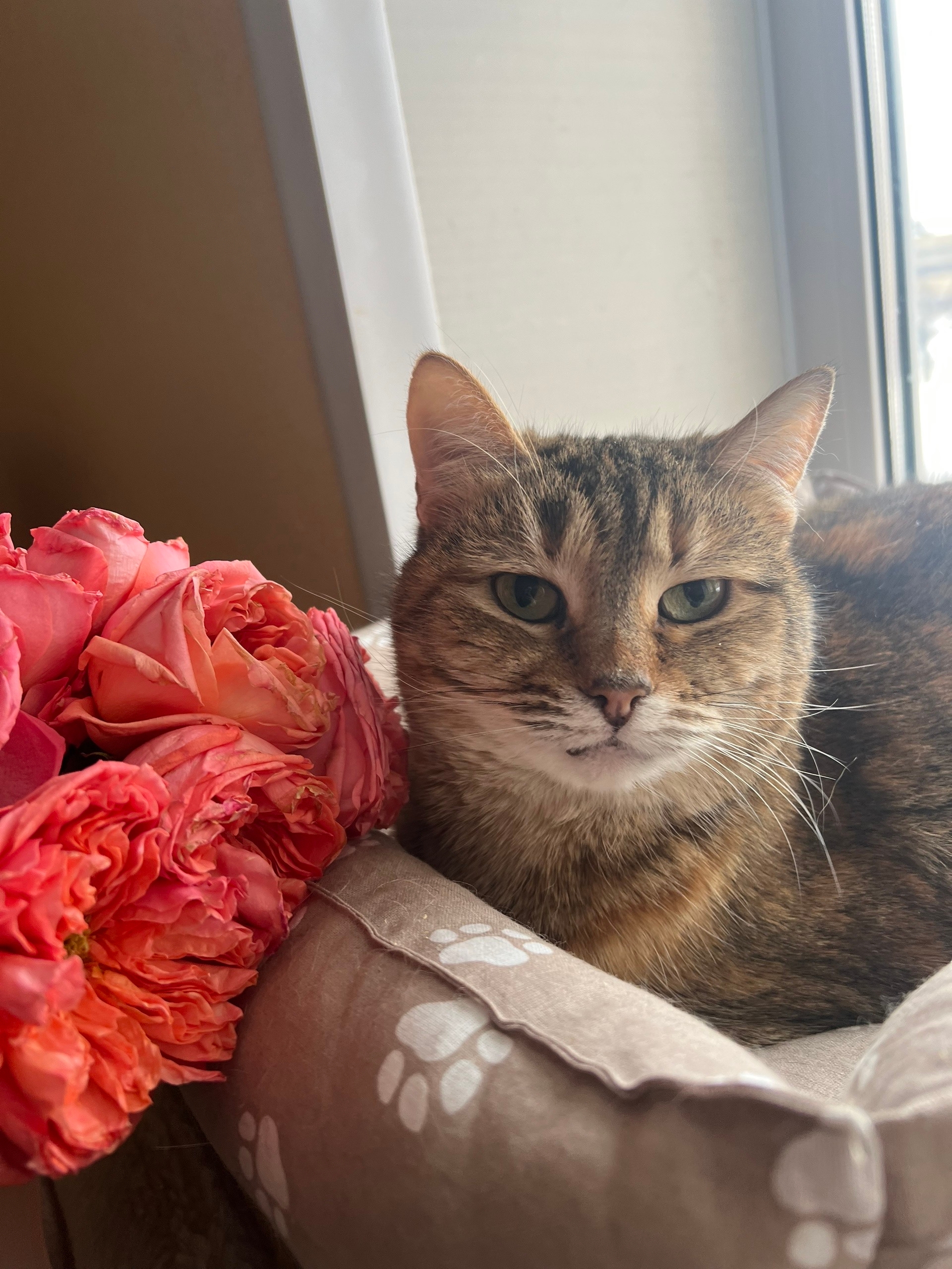 Питомец КОТОДОМа №3