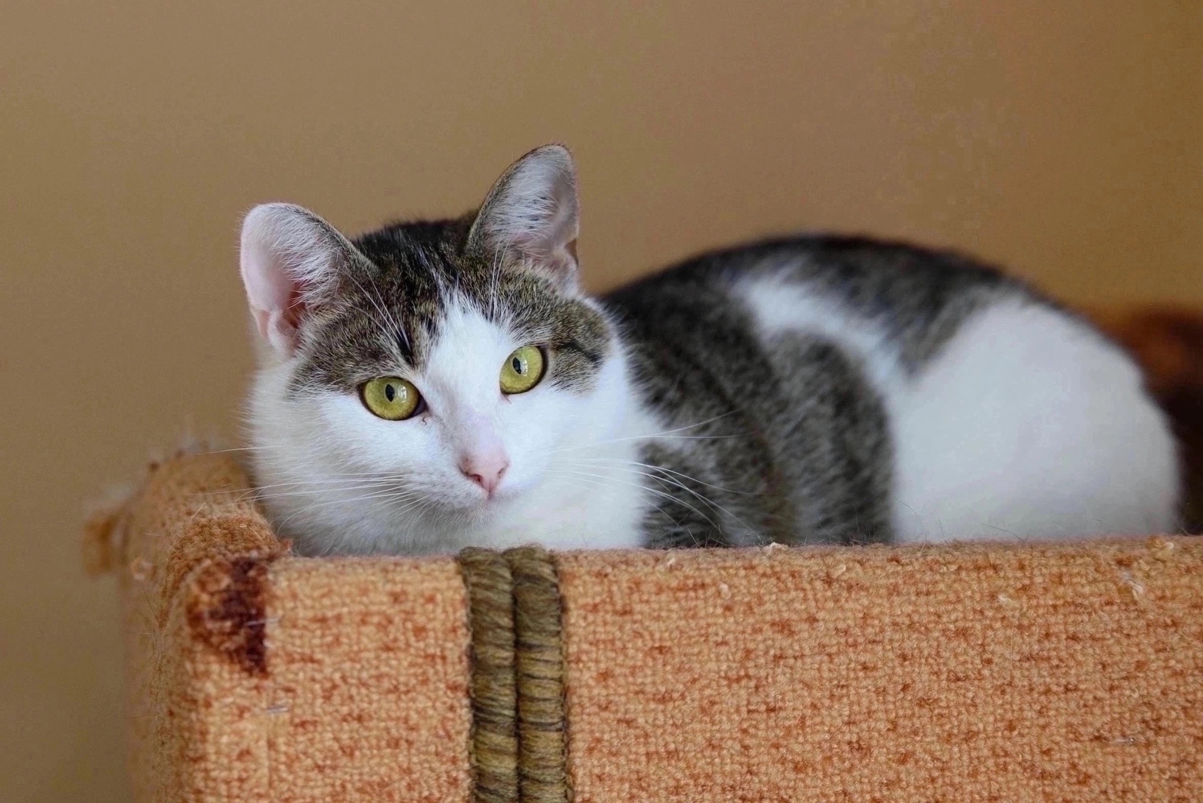 Питомец КОТОДОМа №4