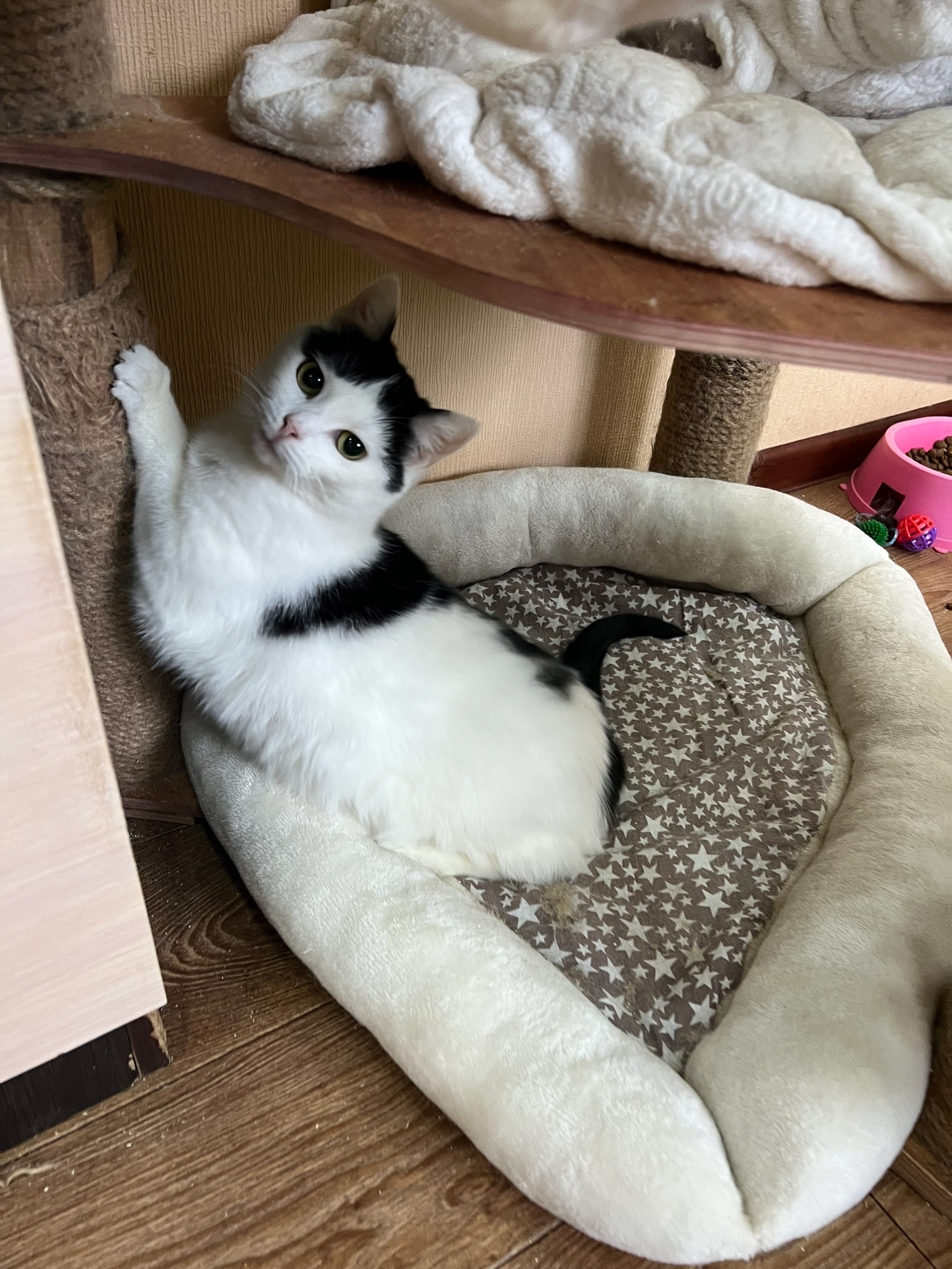 Питомец КОТОДОМа №6