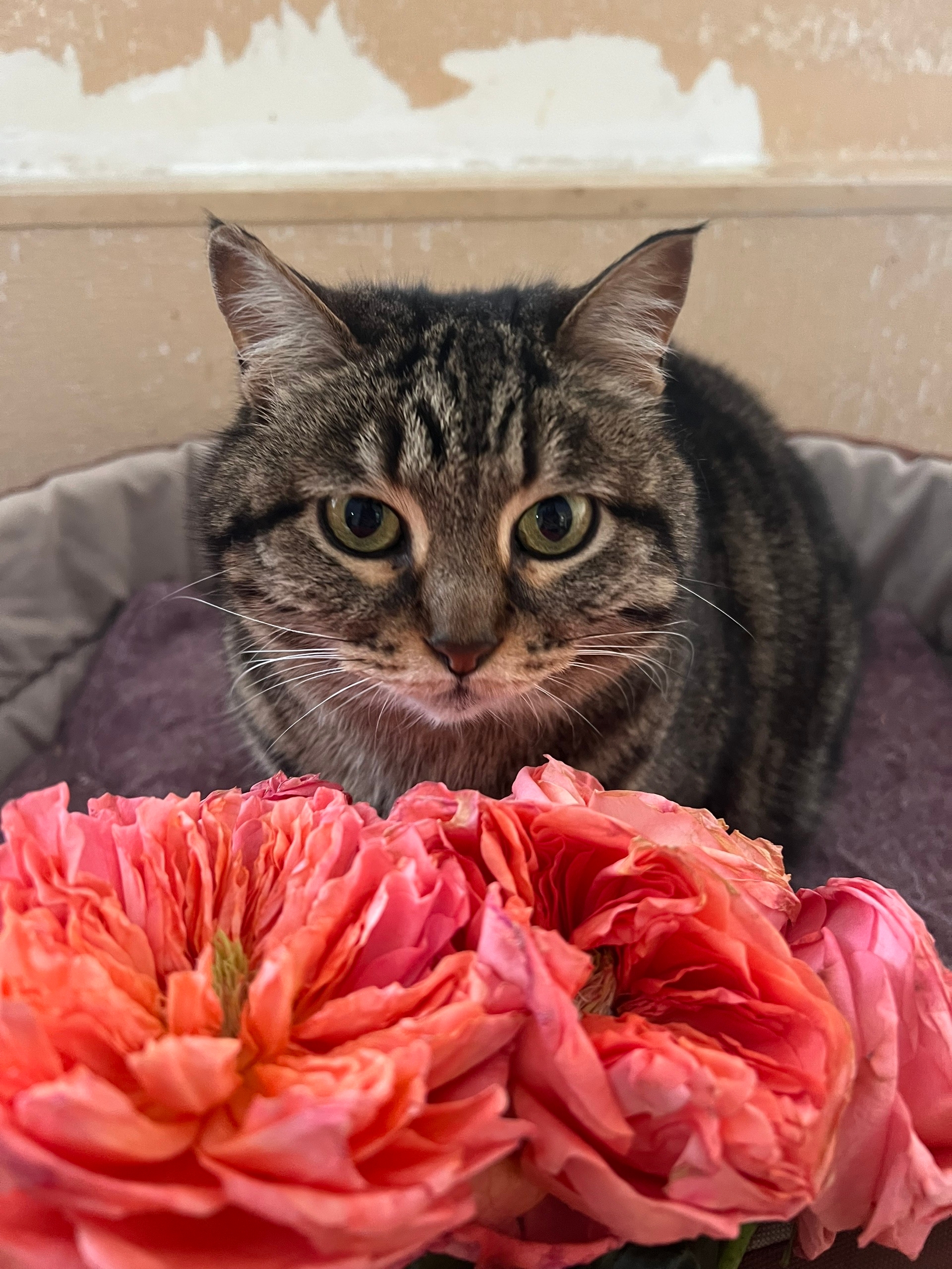 Питомец КОТОДОМа №7