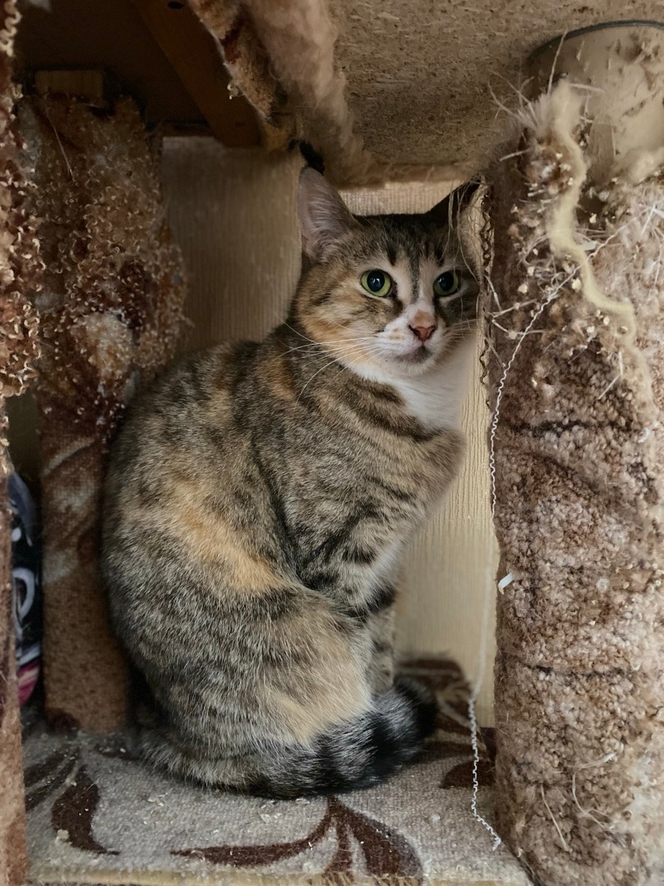 Питомец КОТОДОМа №8