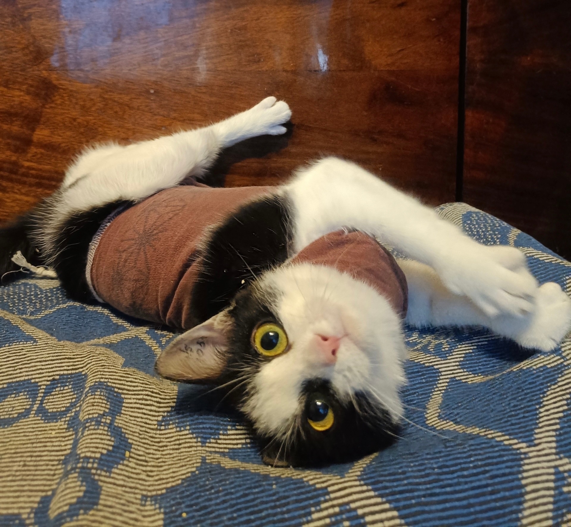 Питомец КОТОДОМа №9